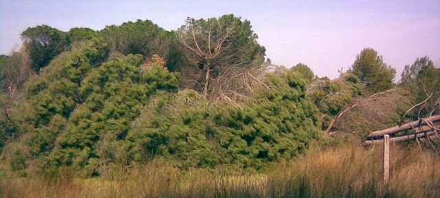 Arbres de la pineda de Gavà Mar arrencats pel fort temporal de vent del 24 de gener de 2009